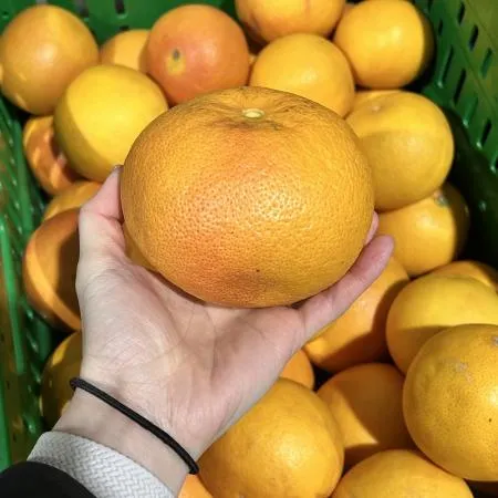 못난이 제주 한림 자몽 1kg (랜덤혼합과) 이미지