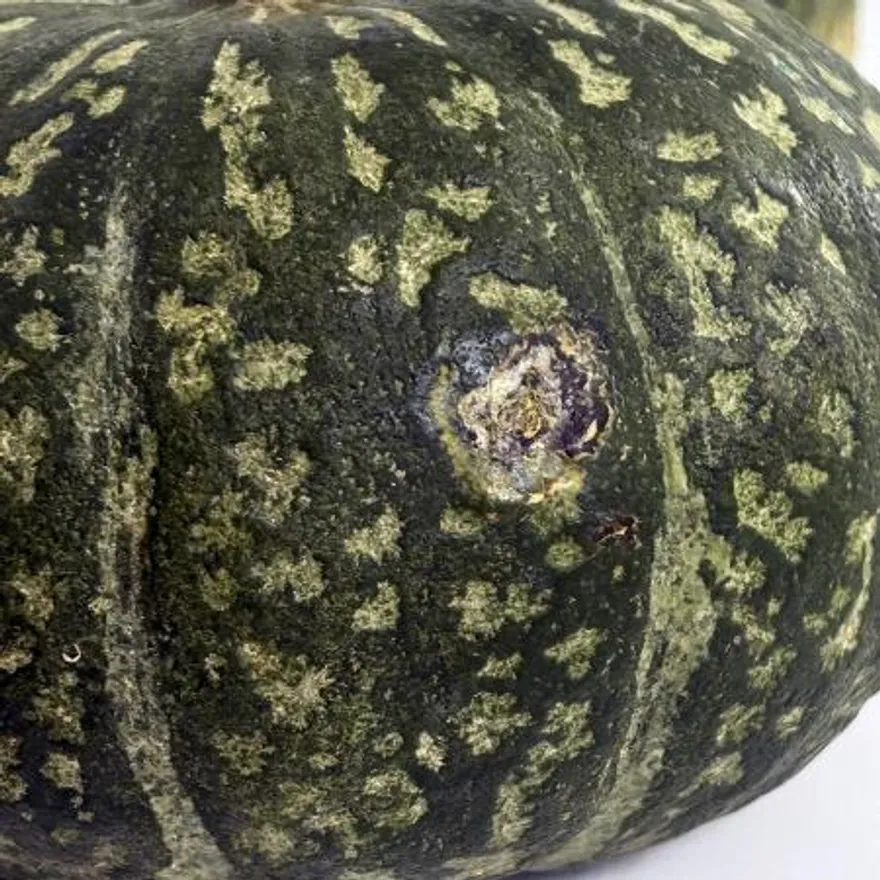국내산 못난이 단호박 5kg 이미지