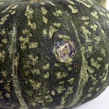 국내산 못난이 단호박 5kg 이미지