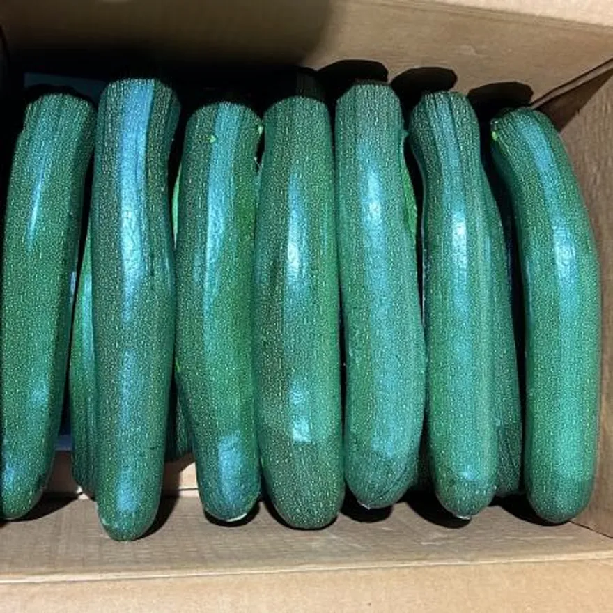 쥬키니호박 5kg (10~15입) 이미지