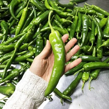 국내산 못난이 아삭이 오이맛고추 3kg 이미지