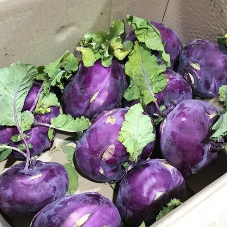 콜라비 (2kg/국내산) 이미지