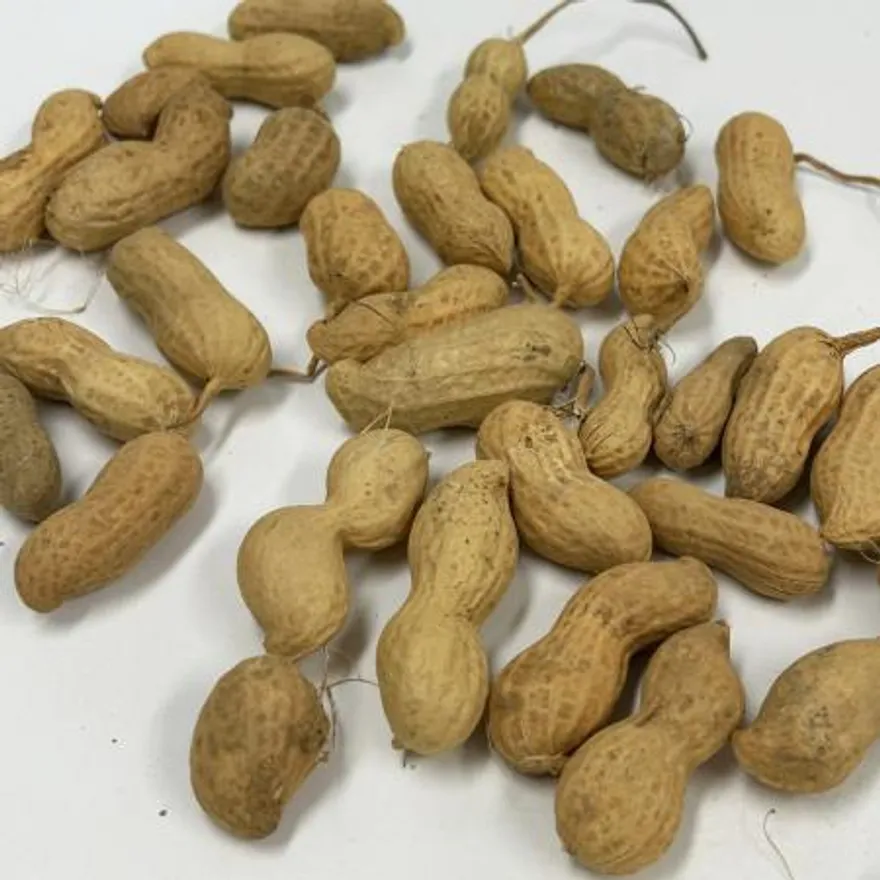 국산 햇생땅콩 1kg (껍질포함) 이미지