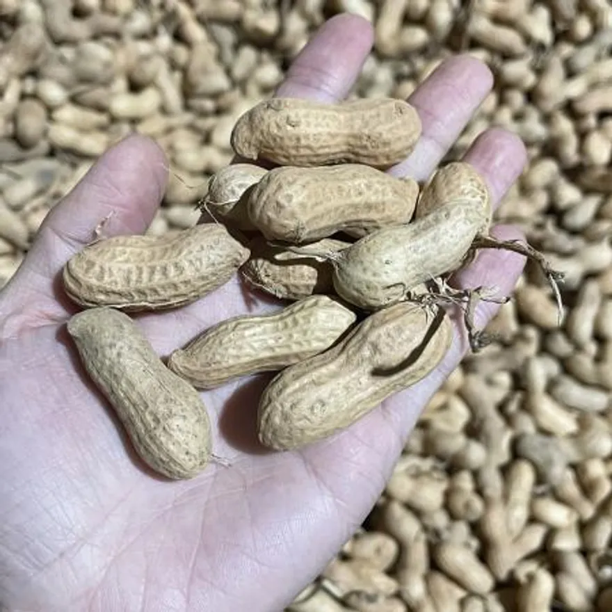 국산 햇생땅콩 1kg (껍질포함) 이미지