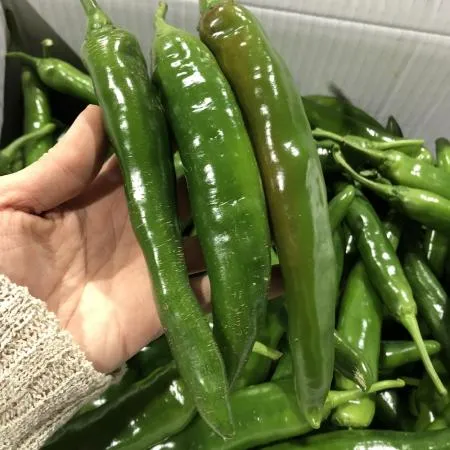 국내산 못난이 아삭이 오이맛고추 300g 이미지
