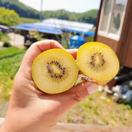 제스프리 뉴질랜드 골드키위 중대과 5.8kg내외 (52과) 이미지