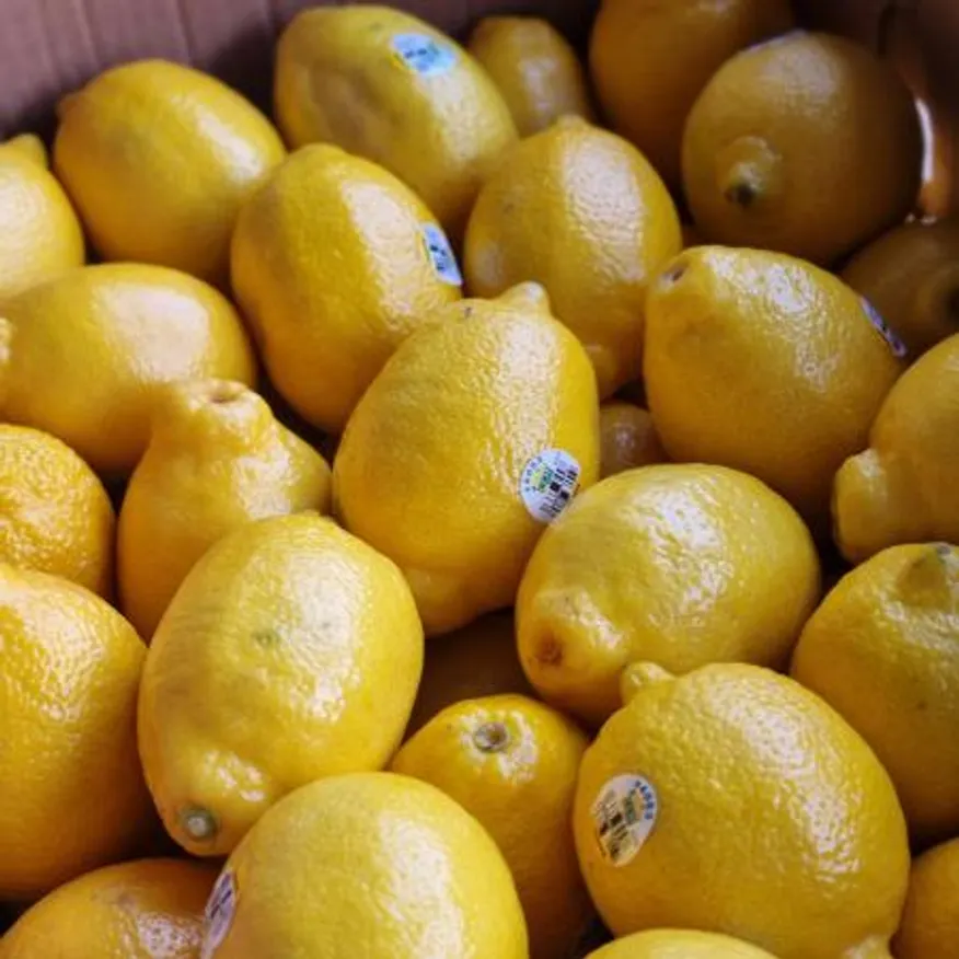 프리미엄 미국산 레몬 생레몬 직수입 최상급 1.2kg내외(10과) 이미지