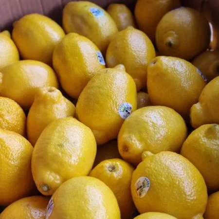 프리미엄 미국산 레몬 생레몬 직수입 최상급 1.2kg내외(10과) 이미지