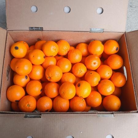 미국산 고당도 블랙라벨(퓨어스펙/썬키스트/엠팍) 오렌지 중소과 17kg내외 113수 (개당150g내외)