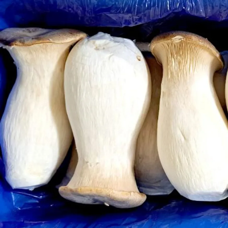 새송이버섯(특) 2kg/BOX 이미지