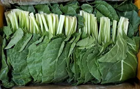 청근대(특품) 4kg/BOX