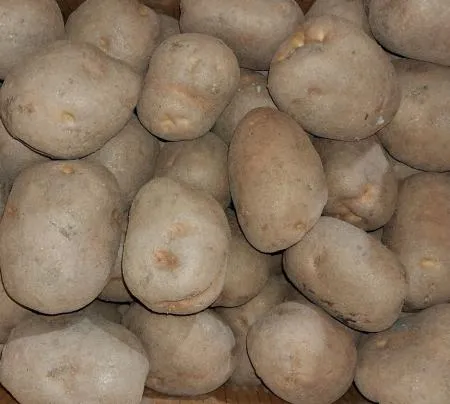 감자 왕특 20kg/박스