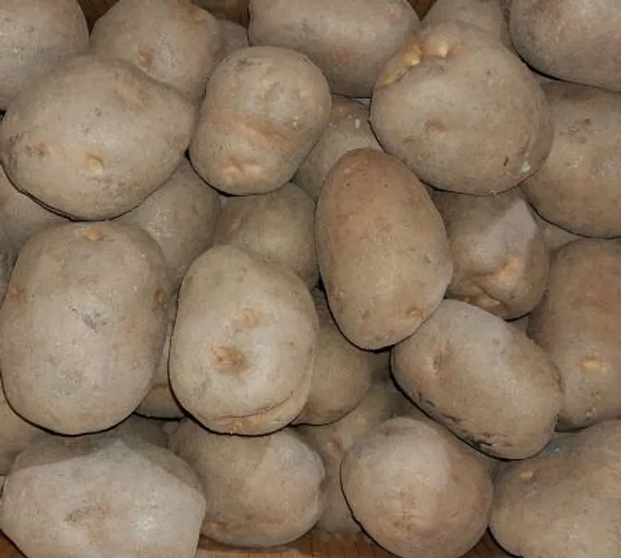 감자 왕특 20kg/박스 이미지