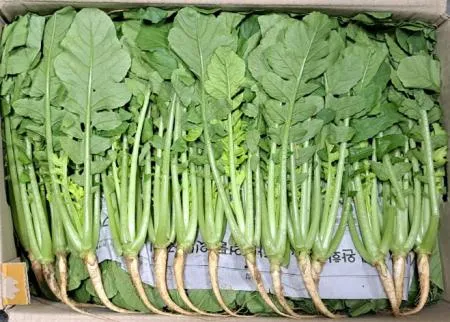 열무(국내산)솎음 어린 나물용 4kg/BOX