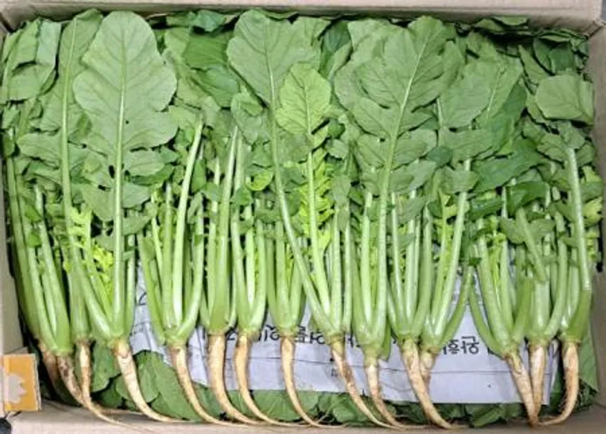 열무(국내산)솎음 어린 나물용 4kg/BOX 이미지