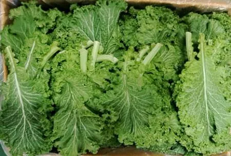 청겨자 2kg /박스