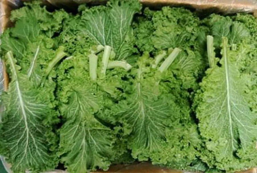 청겨자 2kg /박스 이미지