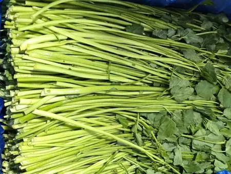 돌미나리(국내산)4kg/BOX