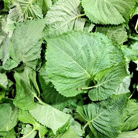 깻잎(잎바라)4kg/BOX