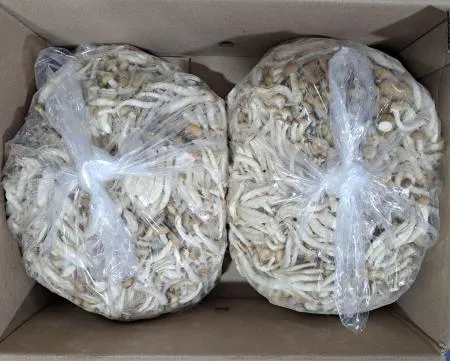 만가닥 느타리버섯(갈색) 4kg/BOX 이미지