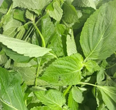 깻잎(순바라)4kg/BOX