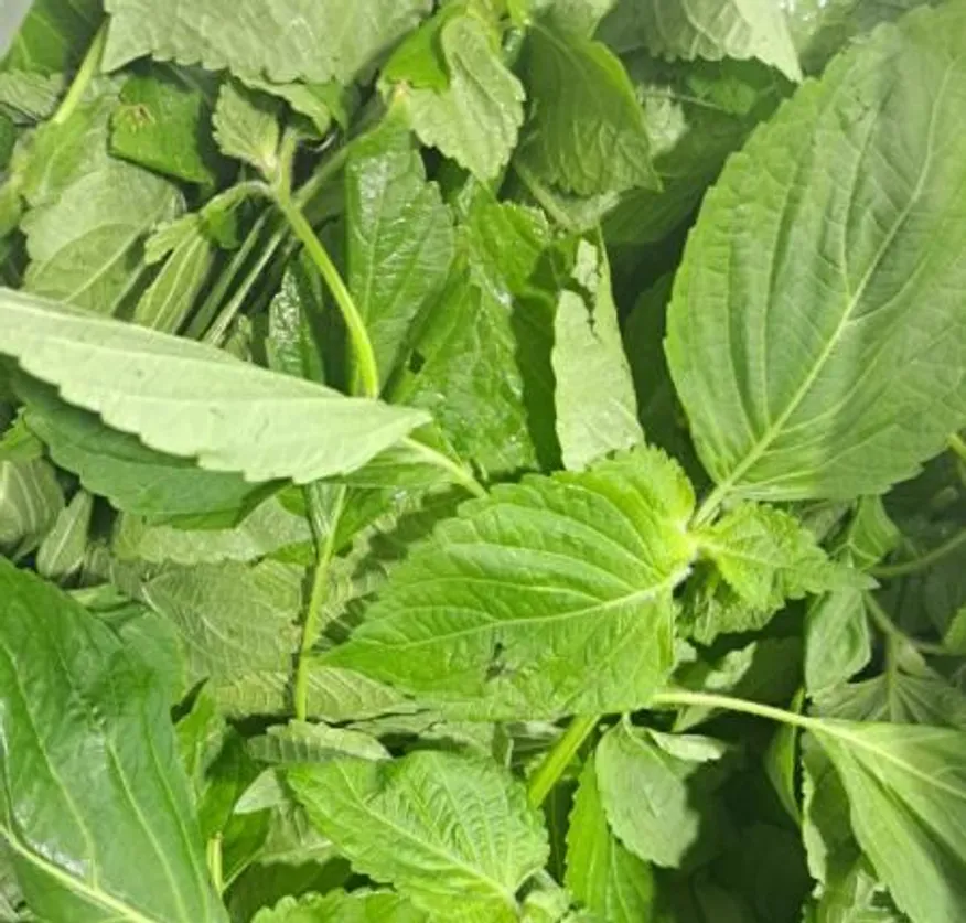 깻잎(순바라)4kg/BOX 이미지