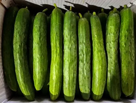 취청오이(국내산)상품 못난이 50개 내외/BOX