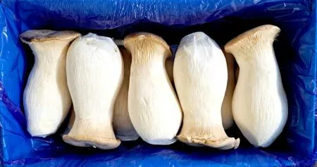 새송이 버섯 2kg (상) 큰사이즈 (국내산)BOX