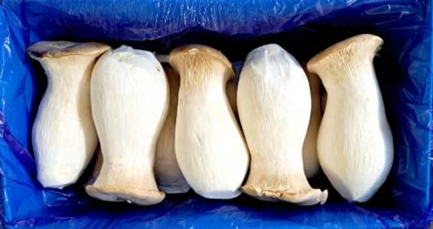 새송이 버섯 2kg (상) 큰사이즈 (국내산)BOX 이미지