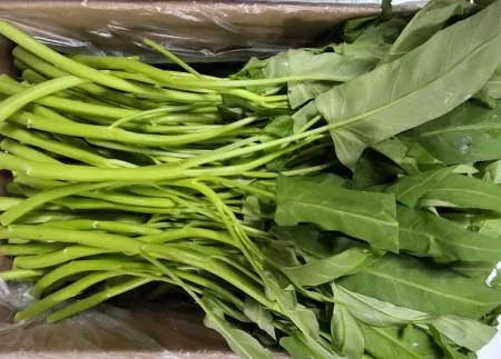 공심채 모닝글로리 특품 1kg/박스
