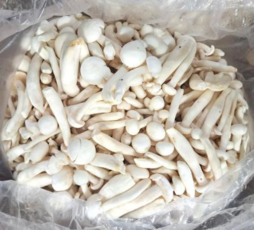 만가닥 느타리버섯(흰색) 4kg/BOX 이미지