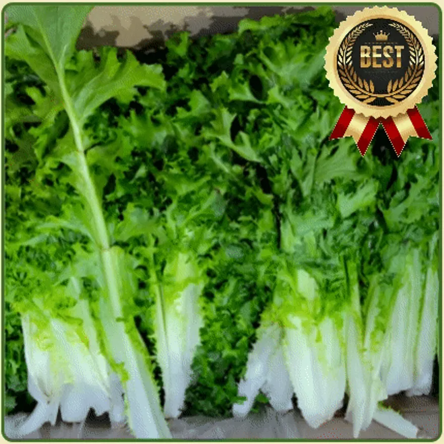★입점 특가★ 청치커리 (청 / 치커리 / 특 / 국내산) 2kg box 이미지