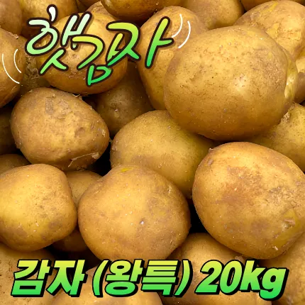 ★입점 특가★ 햇 감자 (왕특 / 국내산) 20kg box