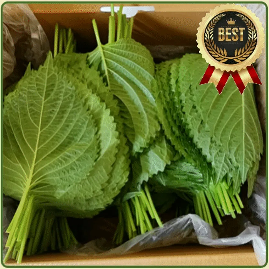 ★입점 특가★ 바라 깻잎 (잎바라깻잎 / 국내산) 4kg 이미지