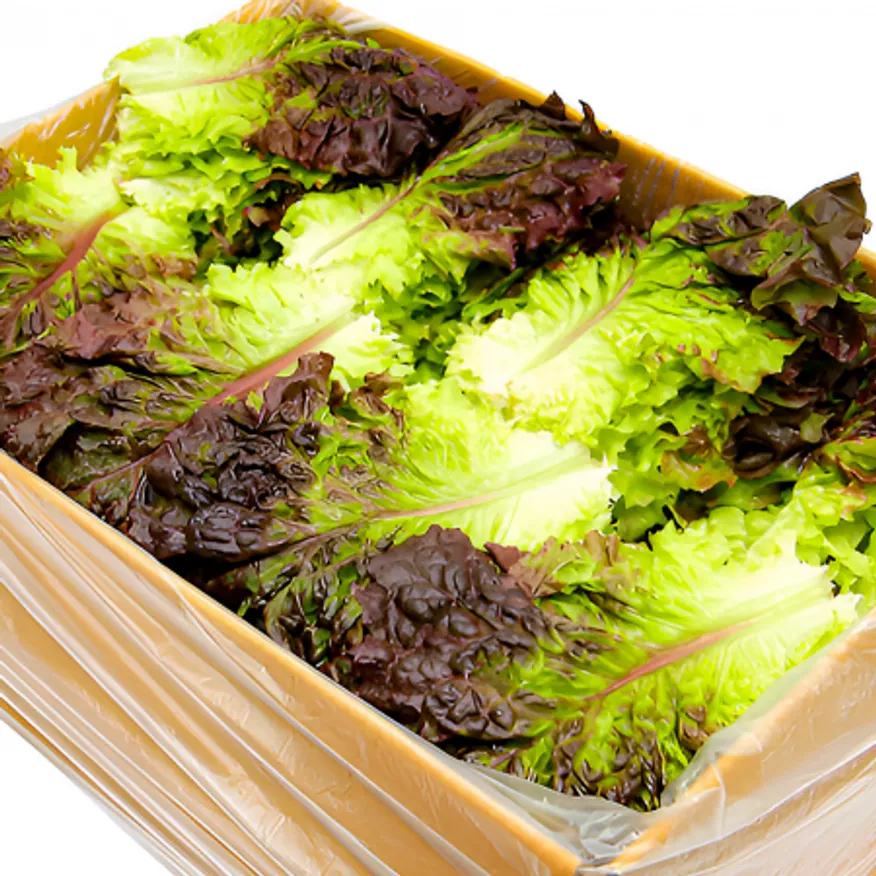 ★입점 특가★ 적상추 (상 / 국내산) 4kg box 이미지