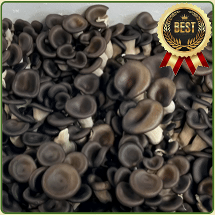 ★입점 특가★ 느타리 (특 / 꽃느타리 / 국내산) 2kg box