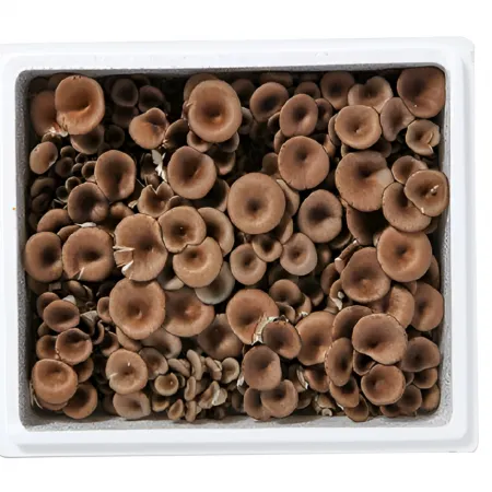+느타리 [상 / 꽃느타리 / 국내산] 2kg box