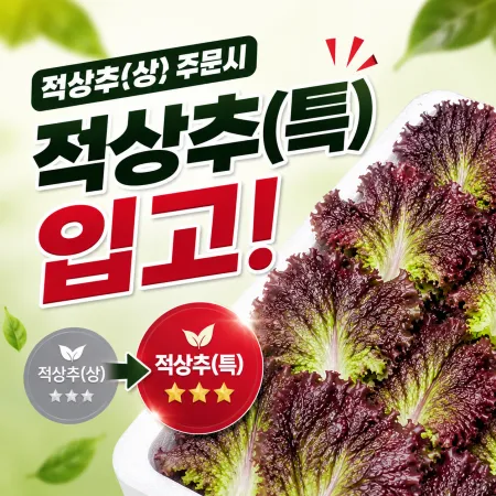 ★입점 특가★ 적상추 (상 / 국내산) 4kg box