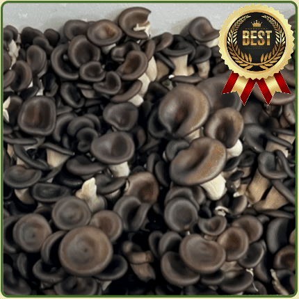 ★입점 특가★ 느타리 (특 / 꽃느타리 / 국내산) 2kg box