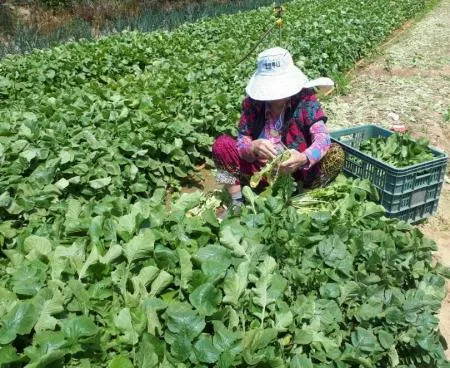 먹판사 열무김치10kg국내제조/숙성아님물김치아님 이미지
