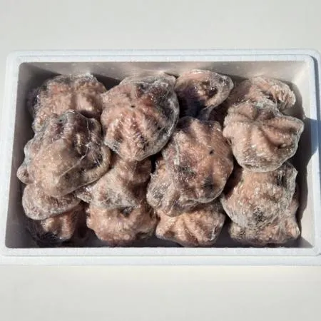 문어 8kg (25-40미) 200/300g 냉동 업소용 통문어 이미지