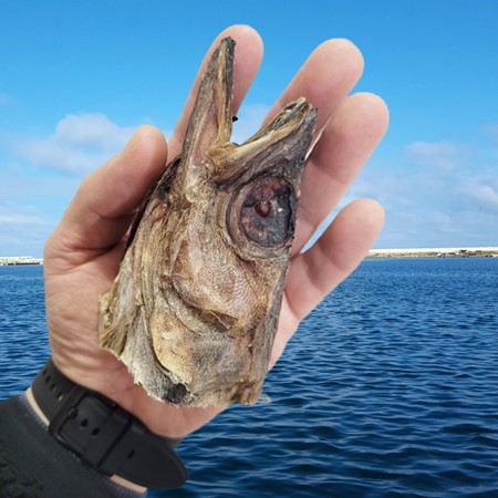 포항 해풍건조 북어머리 6kg 대용량 업소용 명태 황태