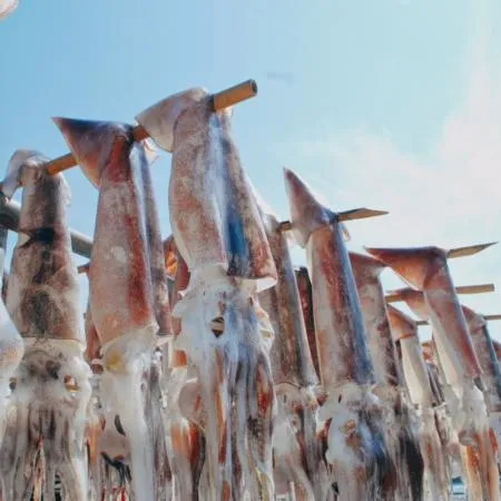 국내가공 건조 마른 오징어 원양산 건오징어 20마리 (1축 1.8kg 내외) 이미지