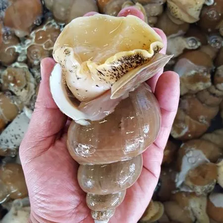 [당일조업] 포항 자연산 활 백고동 골뱅이 1kg (대/10~19미)