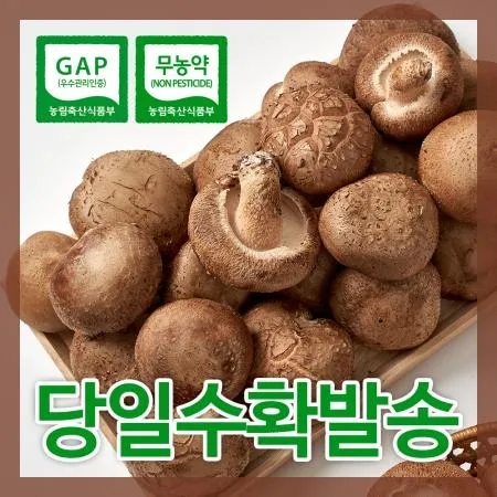 생표고버섯 실속형(파지) 3kg
