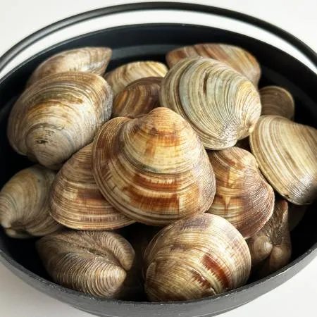 활 백생합 백상합 대 10kg 대용량 생물 백합조개 이미지