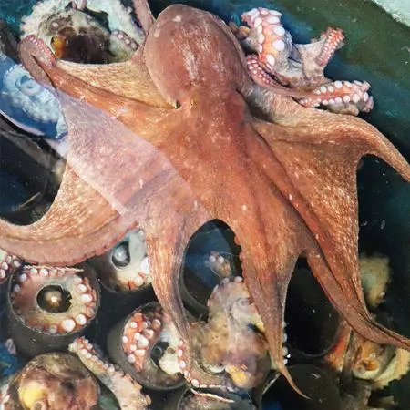 통영 자연산 돌문어 1kg / 1~3미