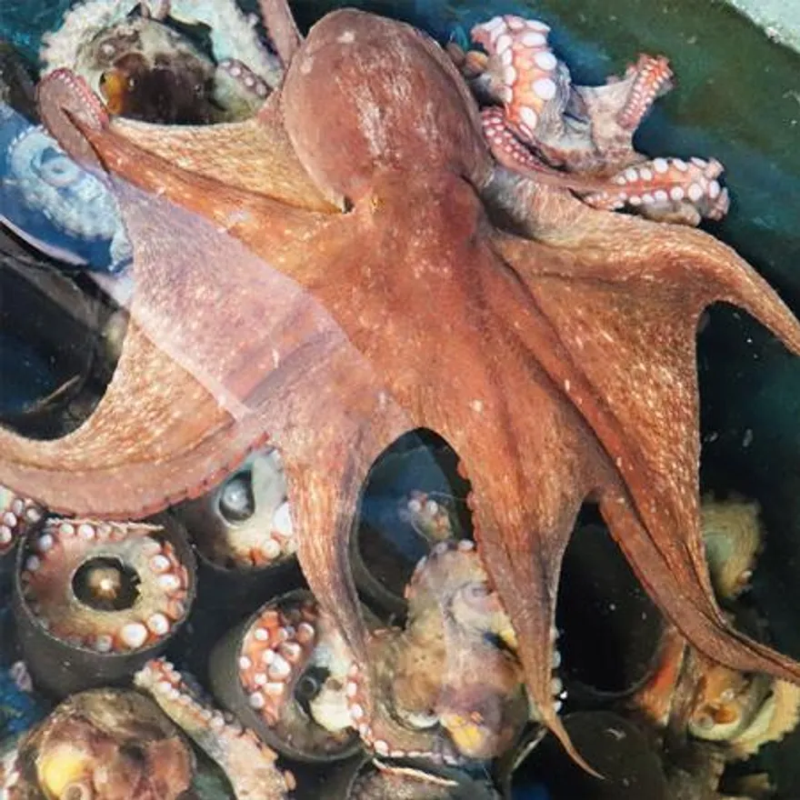 통영 자연산 돌문어 1kg / 1~3미 이미지