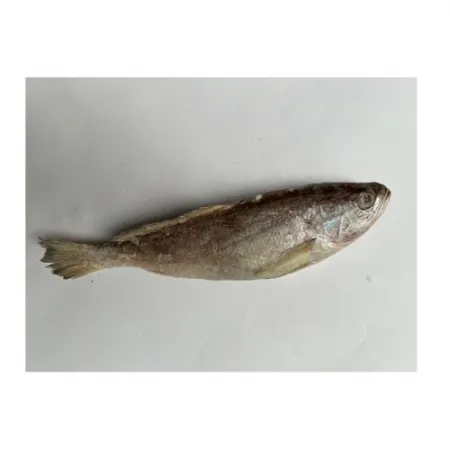 민어조기(100-150g/인도산)1마리