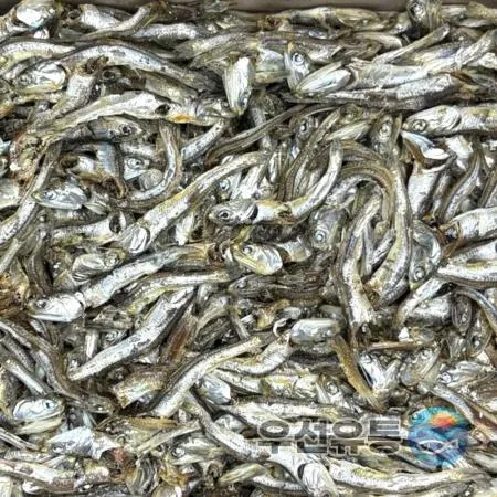 남해안 육수용 다시멸치 1.5kg 실속형 업소용